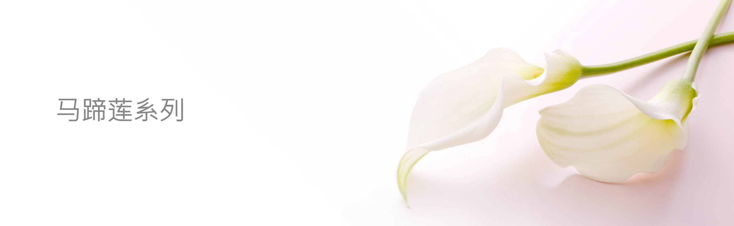 HeadBanner_CallaLily_S_Desktop