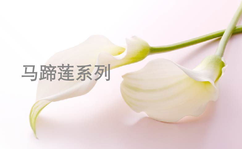 HeadBanner_CallaLily_S_Mobile